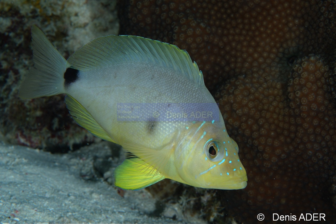 Hypoplectrus unicolor Hamlet beurre-Bonaire Sampler-13m-20180219-Denis-ADER-DSC_6745_tn.jpg